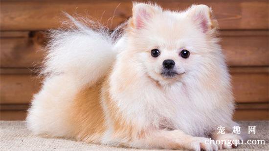 博美犬生活训练的四个方法