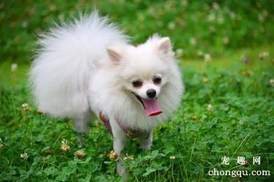 博美犬生活训练的四个方法