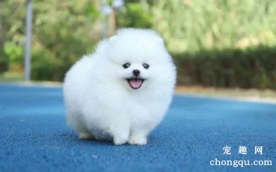 博美犬生活训练的四个方法