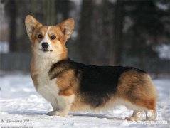 <b>柯基犬要怎么养？正确饲养柯基犬的方法</b>