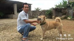 守护家庭 看家犬的训练