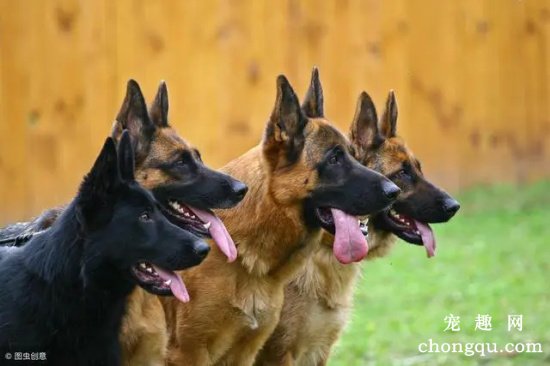 守护家庭 看家犬的训练
