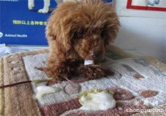 <b>泰迪呕吐怎么回事 泰迪犬呕吐吃药治疗方法</b>