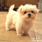 狗狗胡子被剪了会怎样
