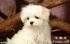 狗狗忽然小便频频是咋回事？