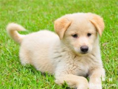 <b>狗狗刨坑是为什么？</b>