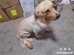 <b>狗狗剃毛后会不适应吗？</b>