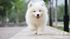<b>狗狗总是哼哼唧唧的是什么意思</b>