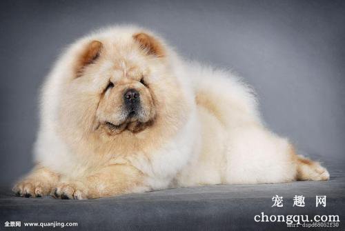 狗后腿忽然瘸了是什么原因