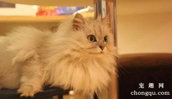 家里的猫咪喜欢挠沙发怎么办?