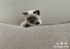 <b>家里的猫咪很爱抓沙发</b>