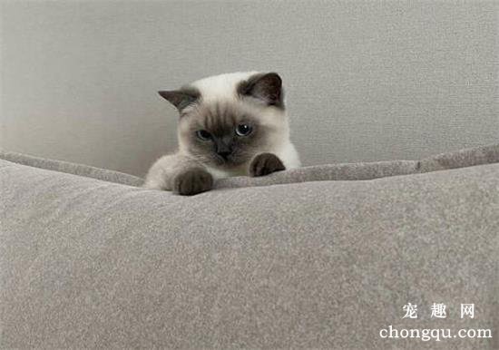 家里的猫咪很爱抓沙发