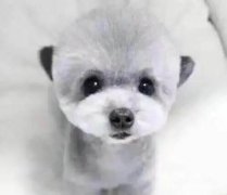 <b>狗狗三天不吃东西怎么办</b>