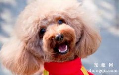 <b>小串串狗寿命多少</b>