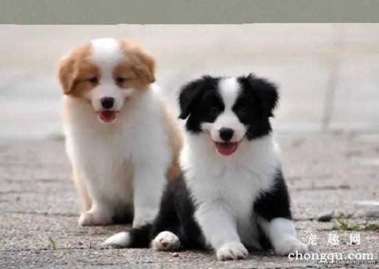 狗狗吃东西为什么不嚼