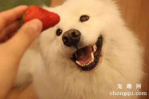 狗狗在床上撒尿是怎么回事