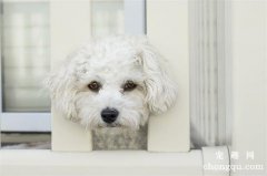 <b>狗狗剪毛后不长毛怎么办</b>