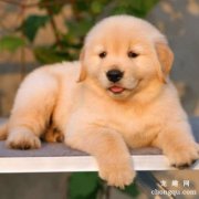 狗狗可以吃月饼不