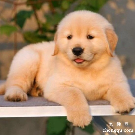 狗狗可以吃月饼不