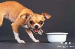 <b>狗狗护食越打越凶怎么办</b>