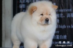 <b>狗狗不在外面大小便怎么办</b>