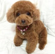泰迪如何训练不乱叫？