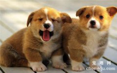 <b>狗狗细小可以喝葡萄糖吗</b>