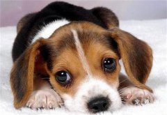 <b>狗狗腿断了可以自愈吗</b>