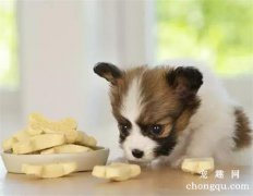 <b>狗狗疫苗和狂犬能一起打吗</b>