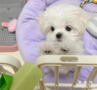 <b>狗狗不喜欢待在笼子里怎么办</b>
