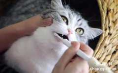 如何给猫猫进行口腔护理