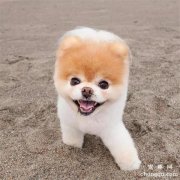 <b>狗狗为什么在我面前拉屎</b>