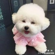 狗狗为什么不知道躲雨