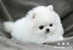 为什么狗狗也有双眼皮