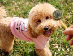 狗狗会排斥新狗吗为什么
