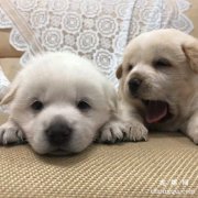 <b>狗狗吃饭时候为什么咬人</b>