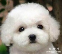 狗狗为什么没事会低吼？