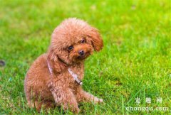 <b>狗狗为什么会频繁舔人</b>