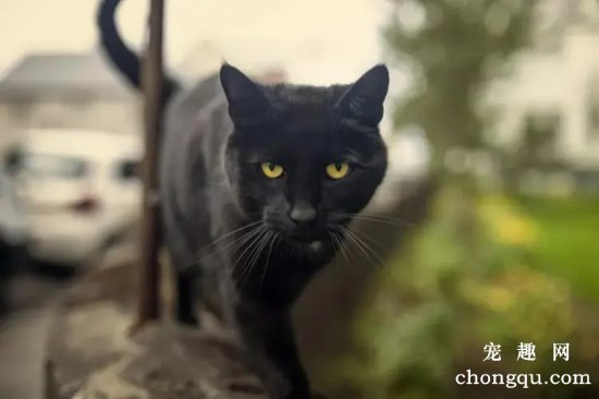 黑煤球猫是有哪些品种？