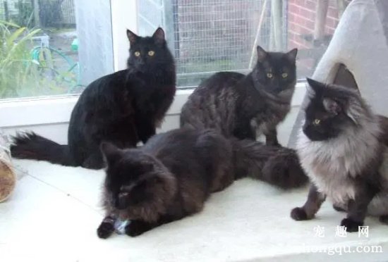 黑煤球猫是有哪些品种？