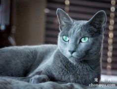 灰色猫咪是什么种类