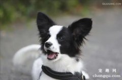 <b>狗尿频频是怎么回事呢</b>