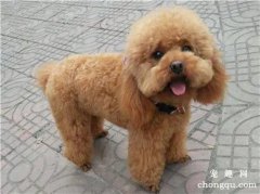 <b>合适泰迪的十种生果</b>