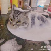 <b>猫咪怎么洗澡才乖顺</b>
