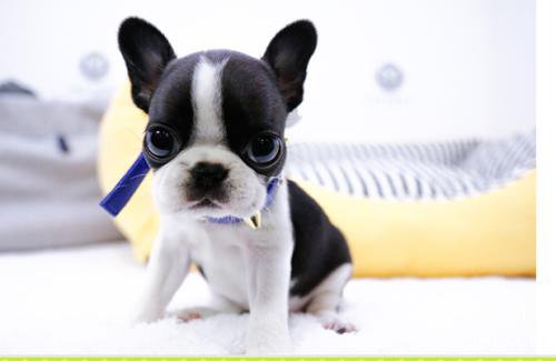 为什么狗狗毛色会黑色
