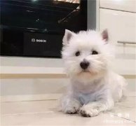 狗狗为什么老想见主人