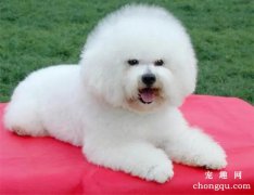 <b>为什么养狗狗不嫌家贫远?</b>