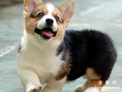 <b>狗狗的视力为什么不好呢</b>