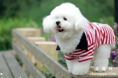 <b>狗狗为什么会想念家人呢</b>