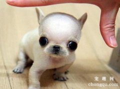 狗狗能吃煮熟的莲藕吗